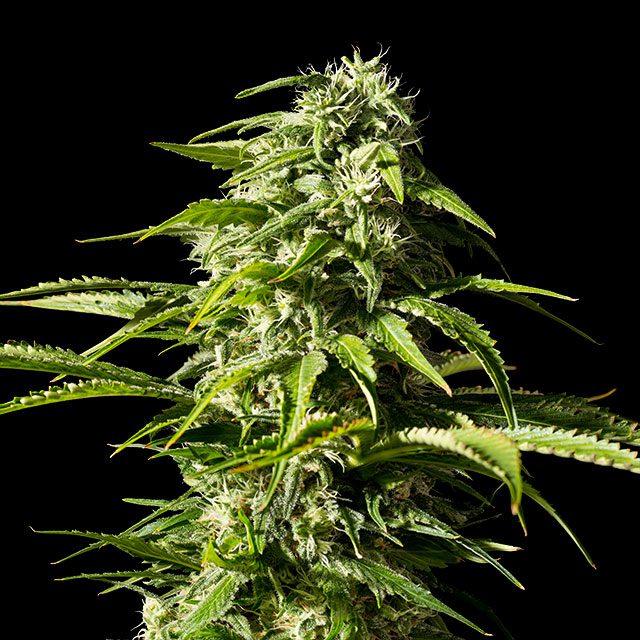 Foto de la variedad Big Bull