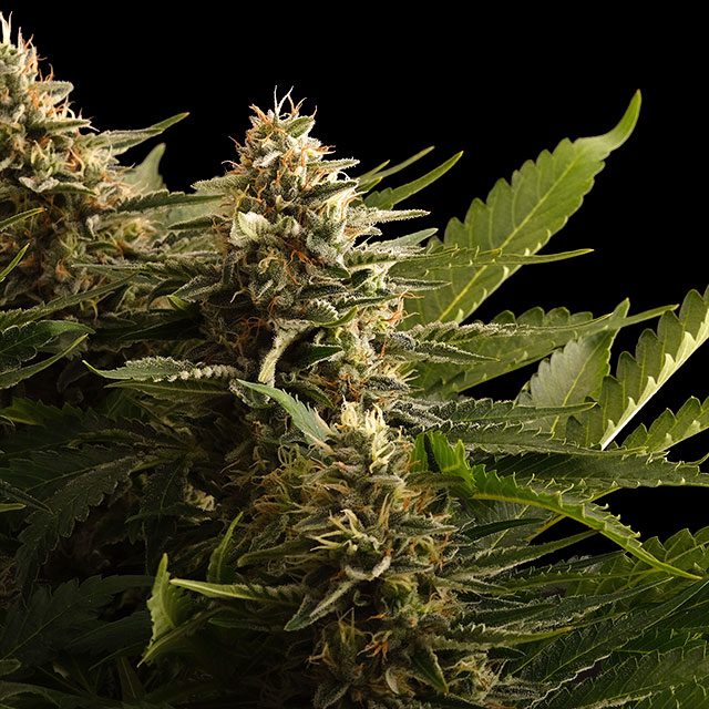 Foto de la variedad Colombian Jack
