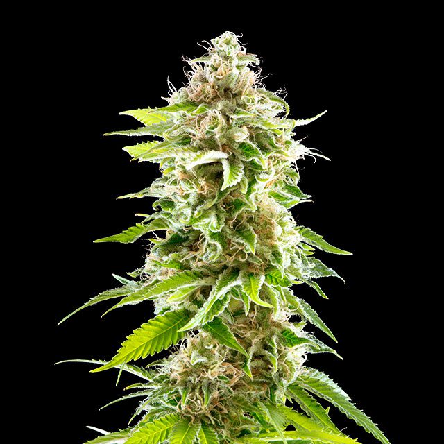 Foto de la variedad Cookies Haze