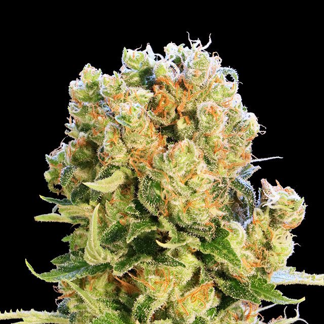 Foto de la variedad Diesel Glue