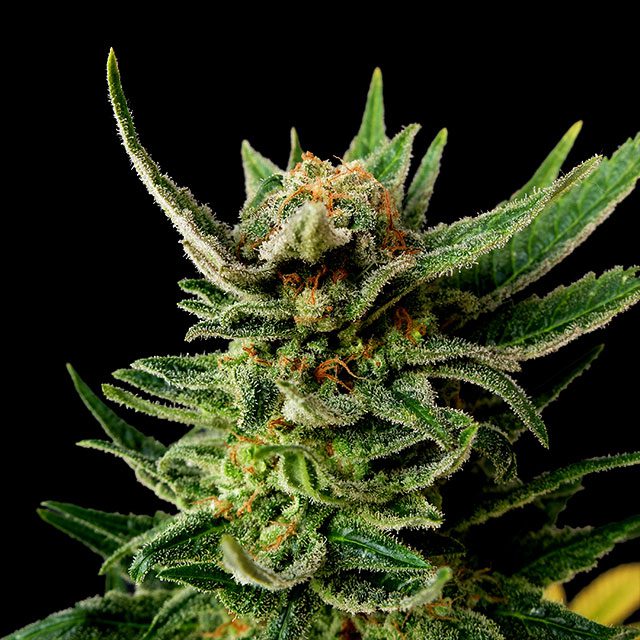 Foto de la variedad Gypsy Kush