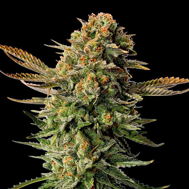 Foto de la variedad Russian Doll