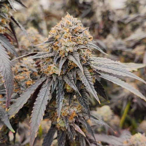 Foto de la variedad Pink Payton