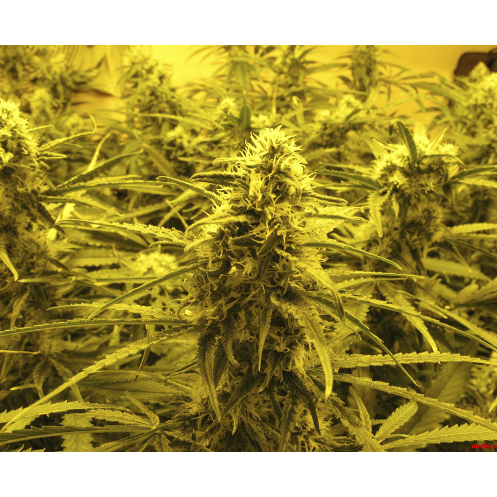 Foto de la variedad Channel+