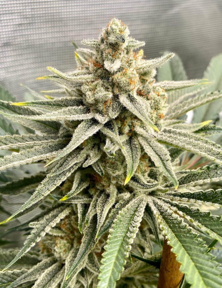 Foto de la variedad Grape Fuel