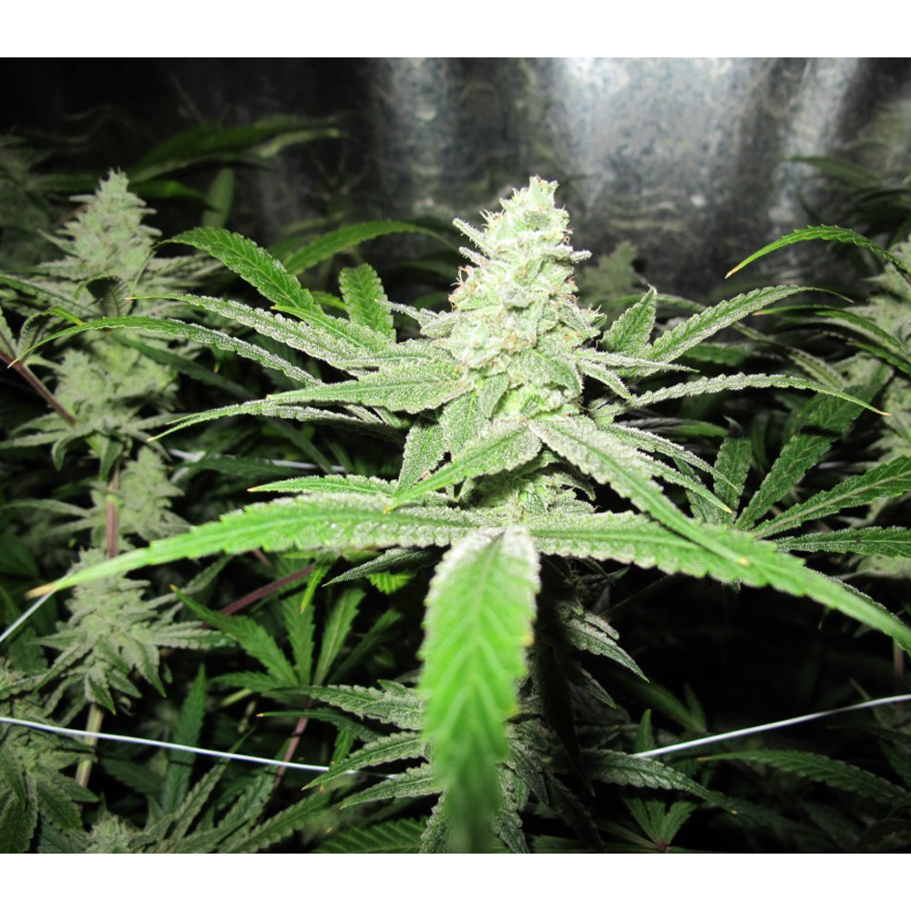 Foto de la variedad No Name