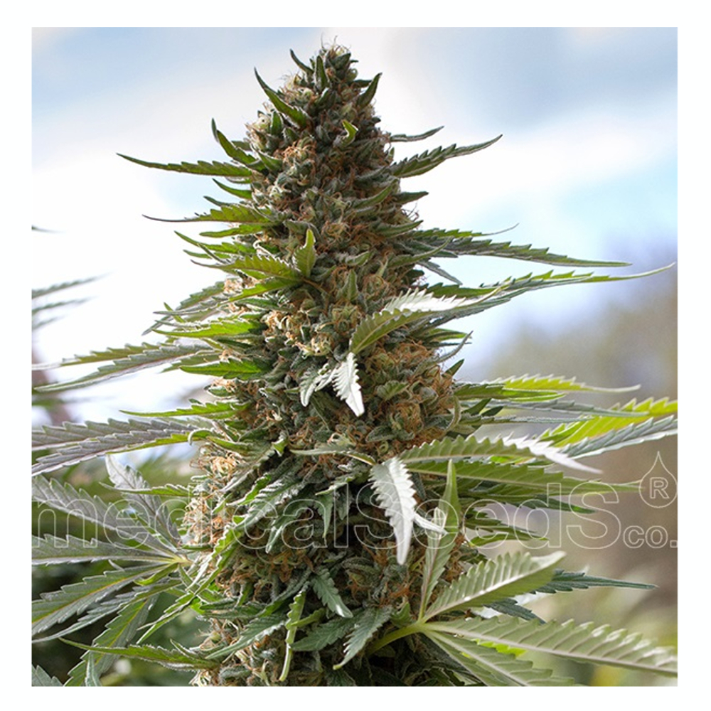Foto de la variedad Over Dawg