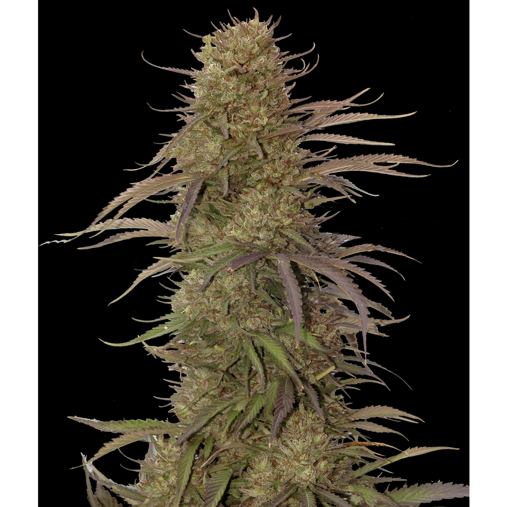 Foto de la variedad Auto Cream Mass