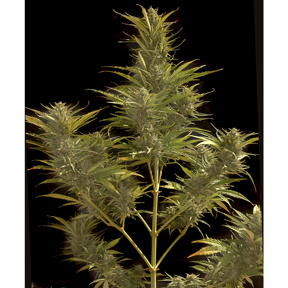 Foto de la variedad Auto Demon Mass