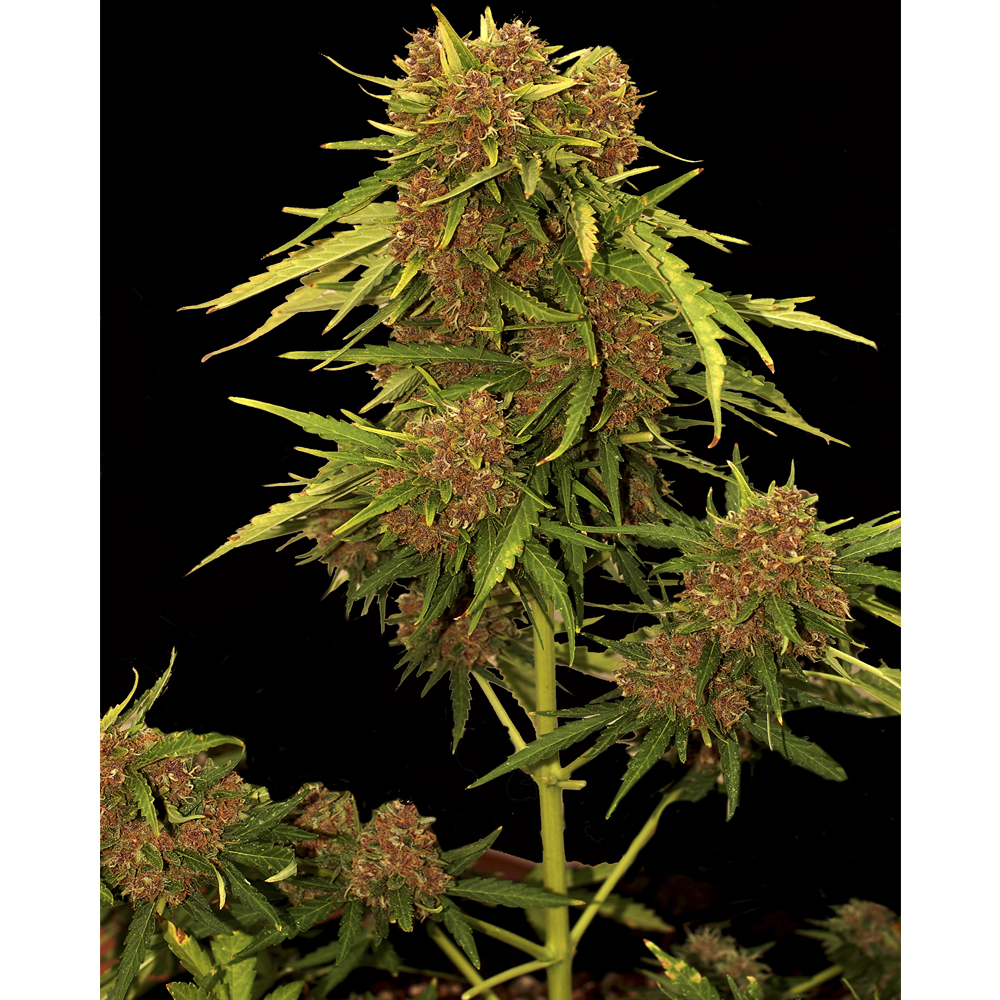 Foto de la variedad Auto Kritical Red