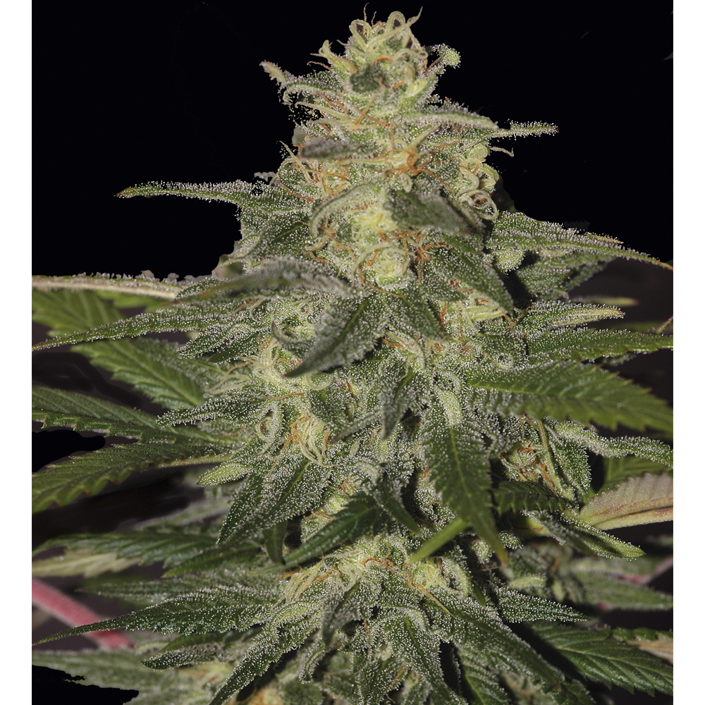 Foto de la variedad Auto Mazar Blue
