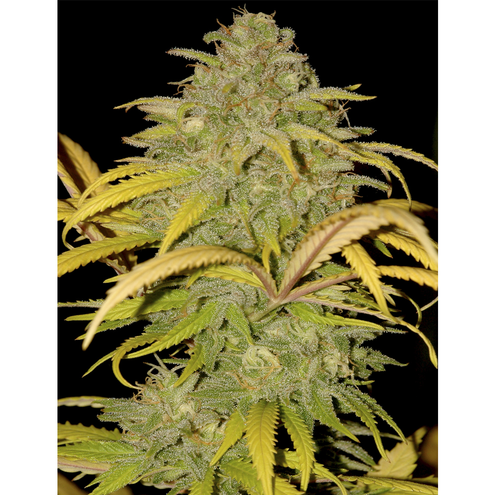 Foto de la variedad Auto Northern Cream