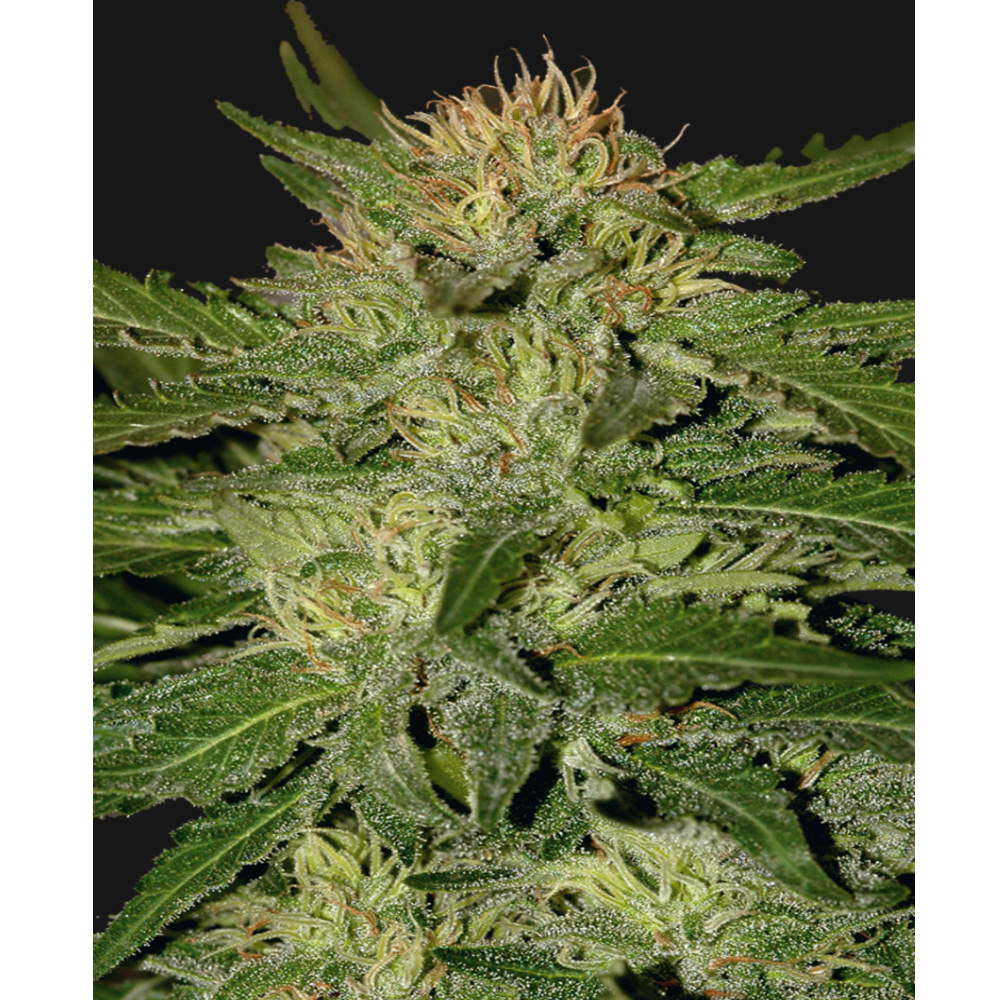 Foto de la variedad Auto White Widow