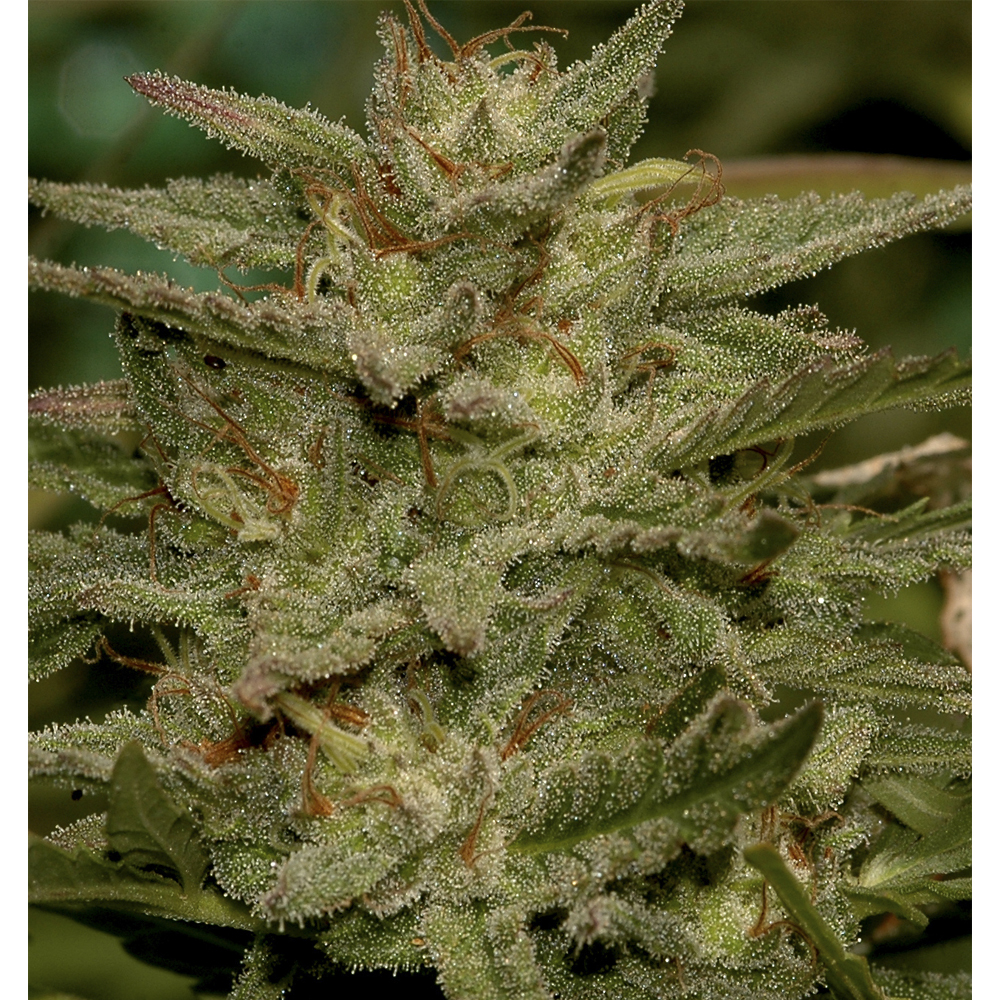 Foto de la variedad Mr. Amnesia Mass