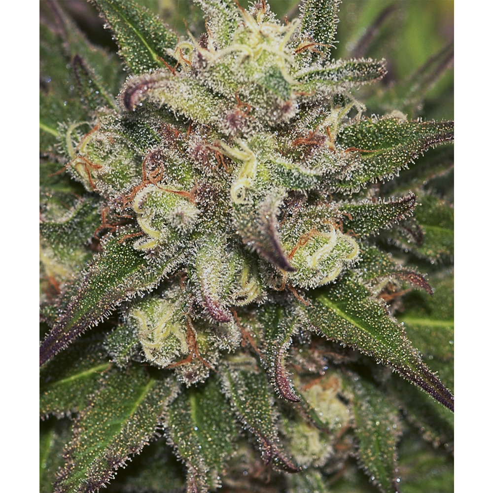 Foto de la variedad Mr. Eiden Mass