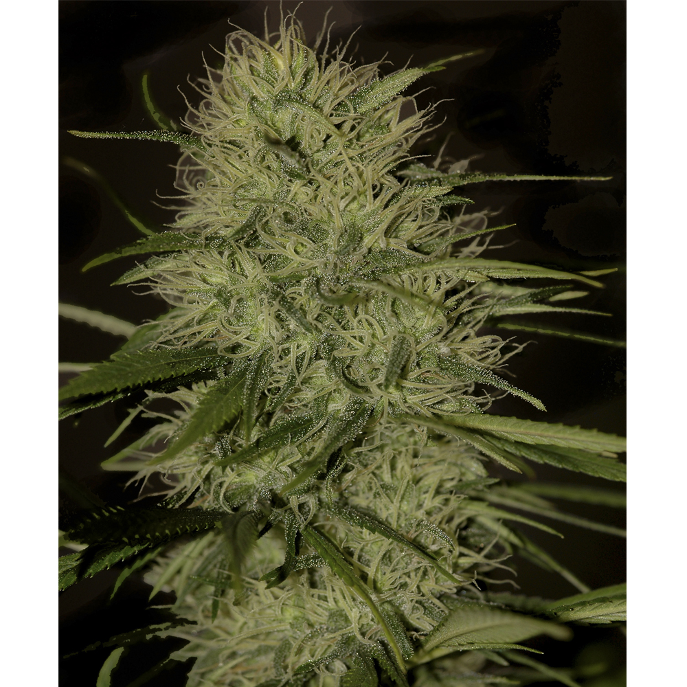 Foto de la variedad Mr. Jack Mass