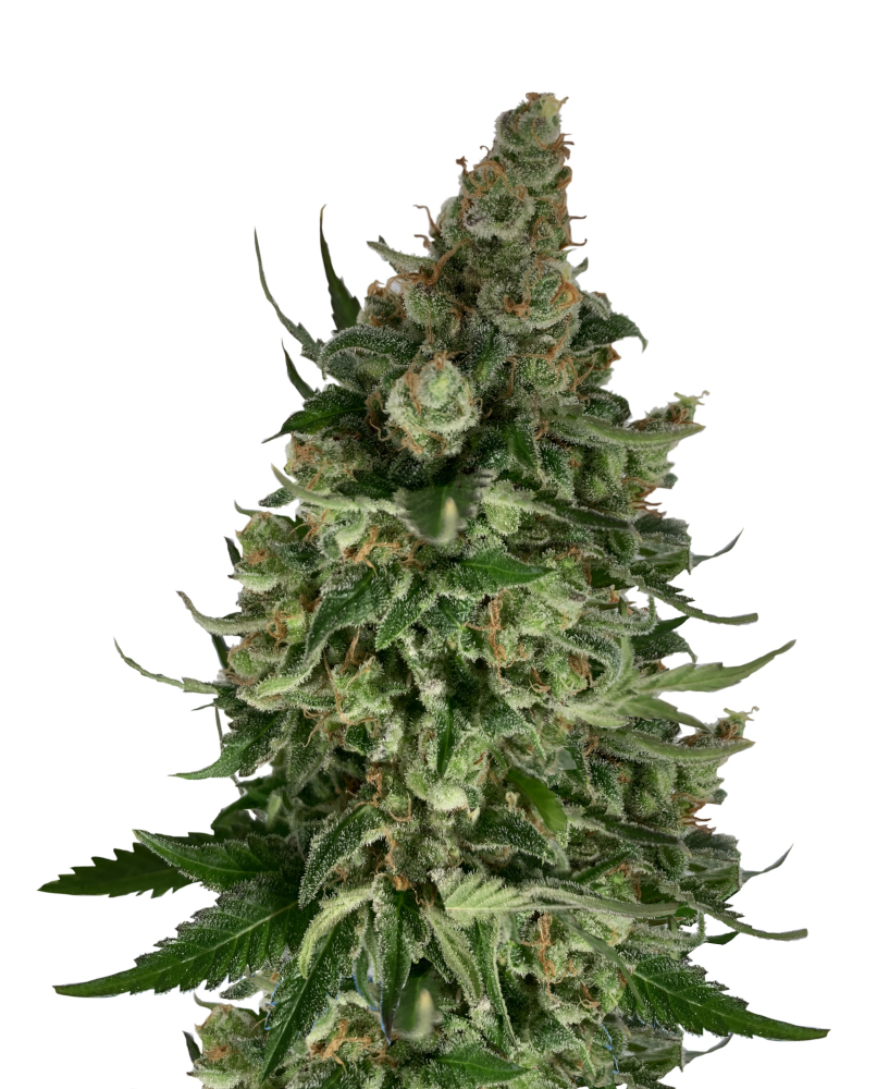 Foto de la variedad Mr Original AK