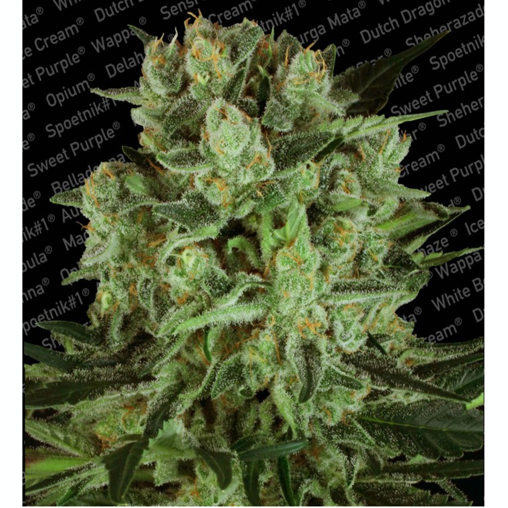 Foto de la variedad Durga Mata II CBD