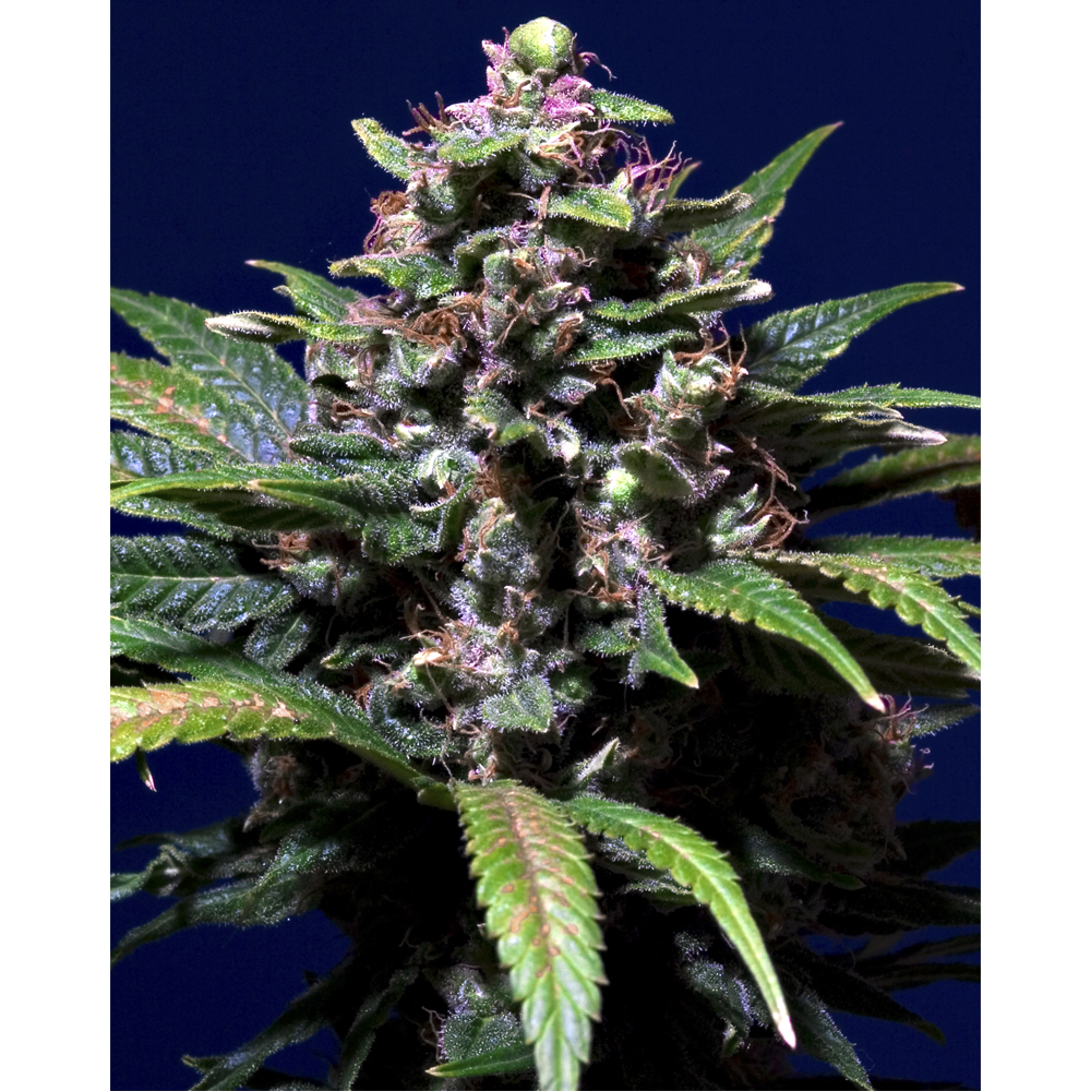 Foto de la variedad Sweet Purple
