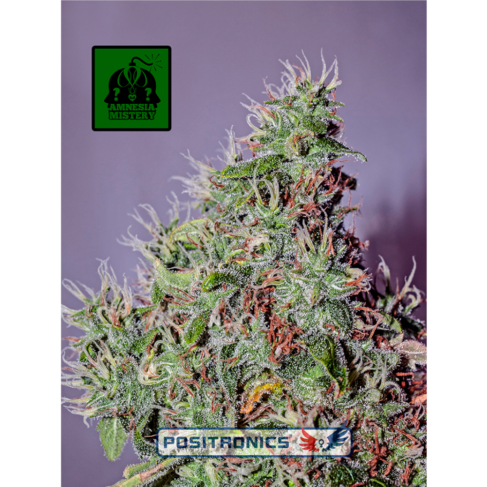 Foto de la variedad Amnesia Mistery