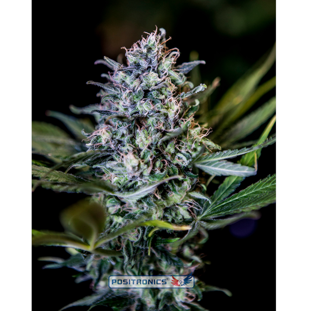 Foto de la variedad CBD + Black Widow