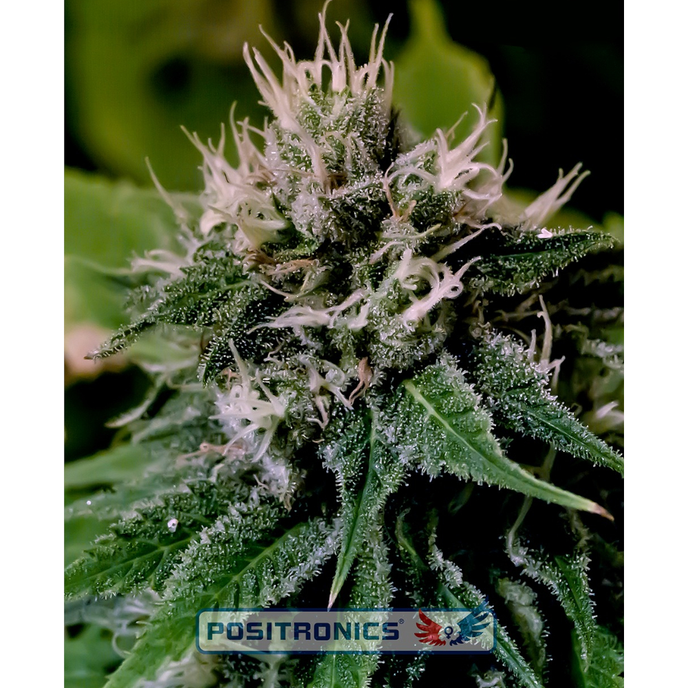 Foto de la variedad Critical Express
