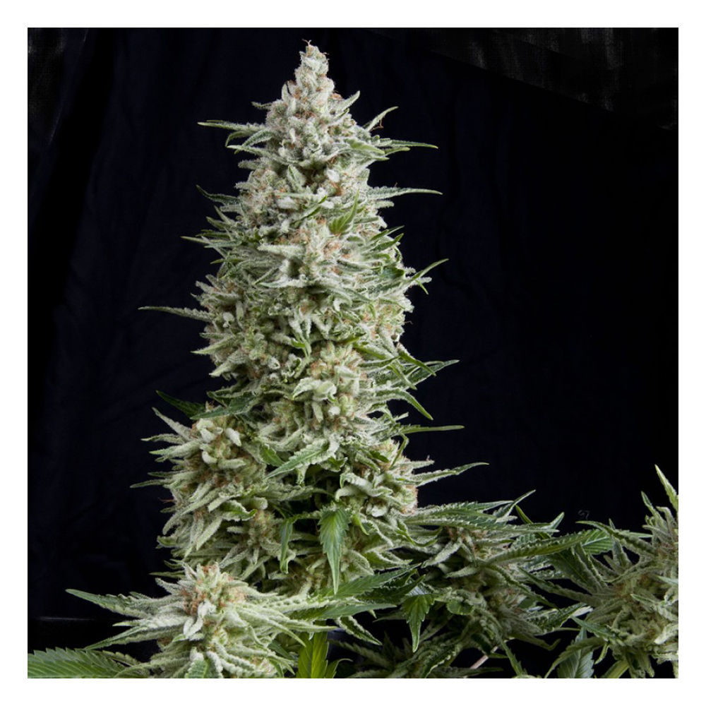 Foto de la variedad Amnesia Gold