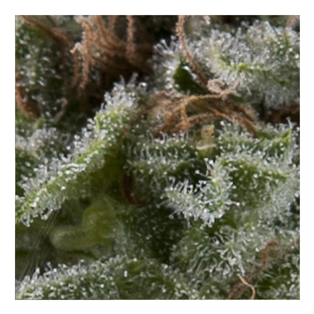 Foto de la variedad Auto Lennon