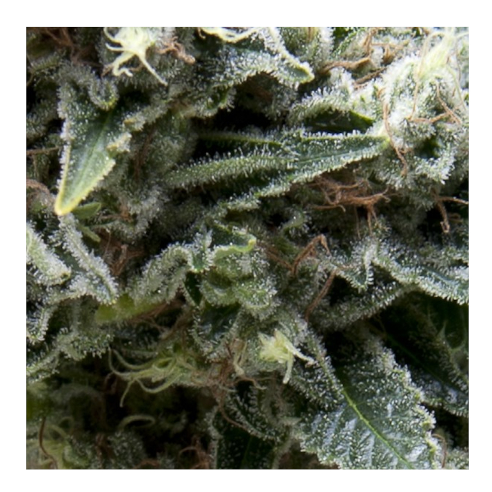 Foto de la variedad Auto New York City CBD