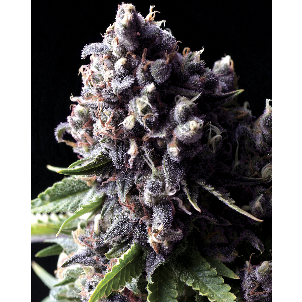 Foto de la variedad Auto Purple