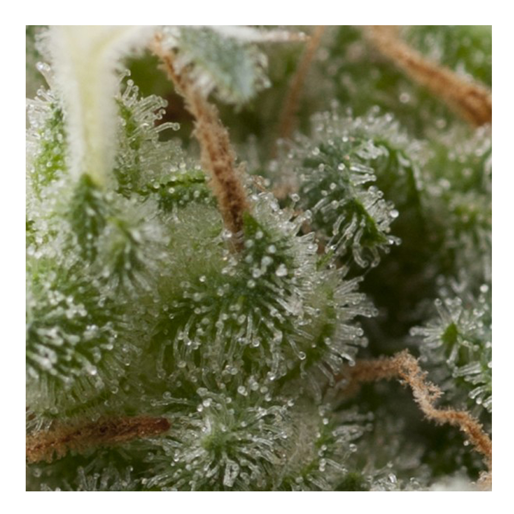 Foto de la variedad Auto Super Hash