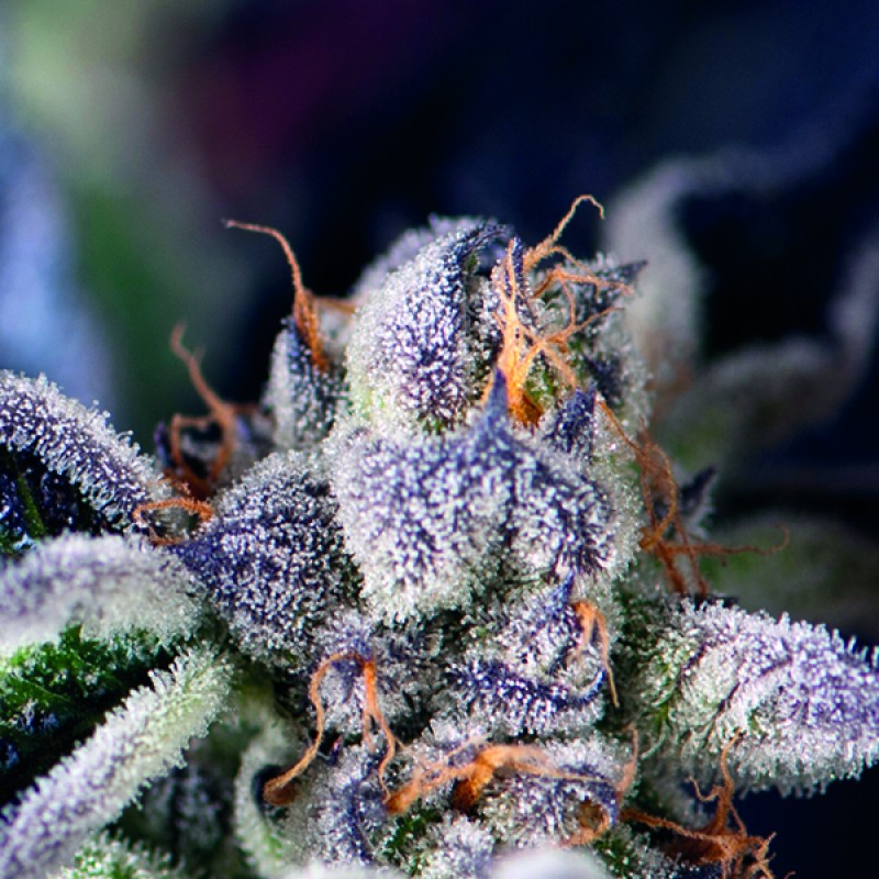 Foto de la variedad Cookies USA