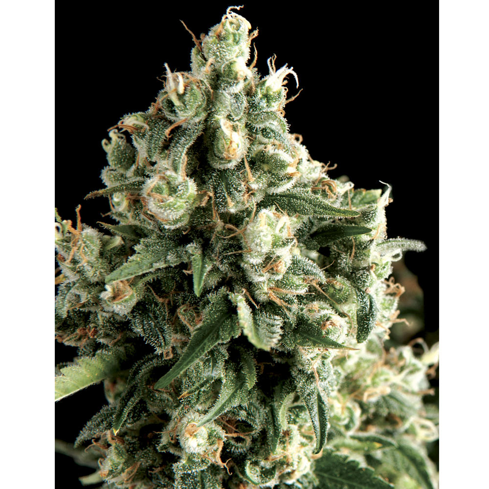 Foto de la variedad Lennon