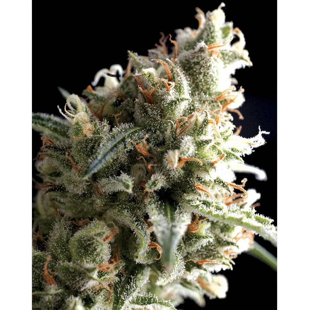 Foto de la variedad Super Hash