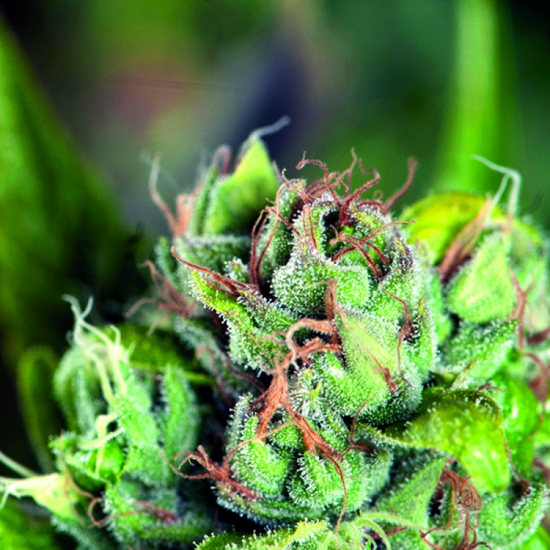 Foto de la variedad Tahoe Cure