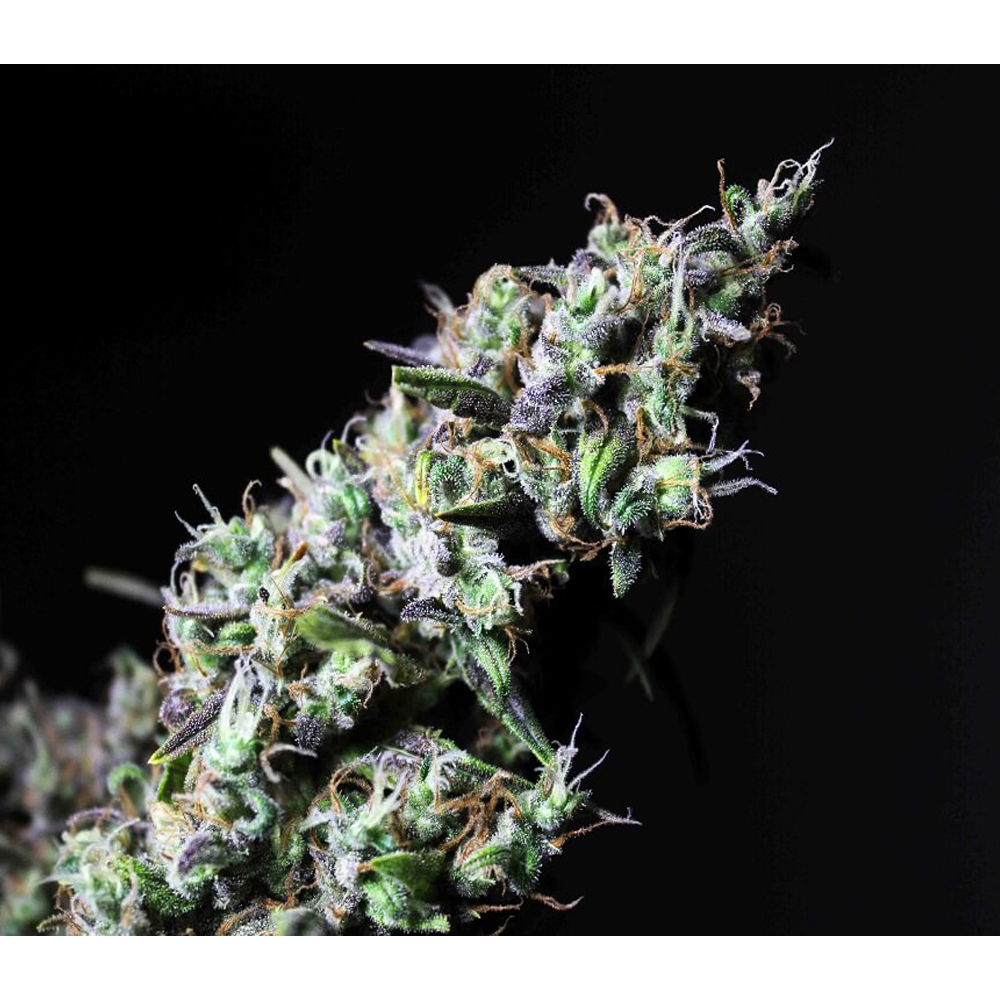 Foto de la variedad Icer