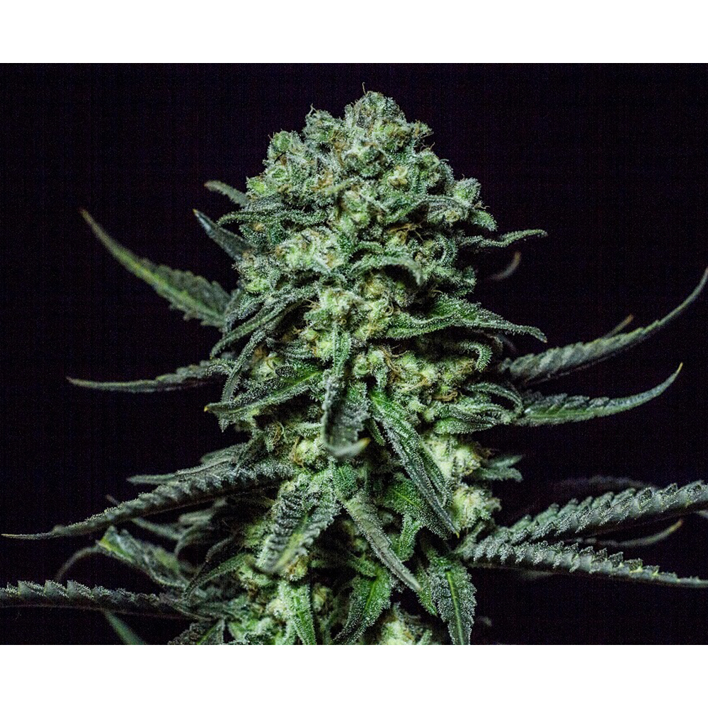 Foto de la variedad Muse