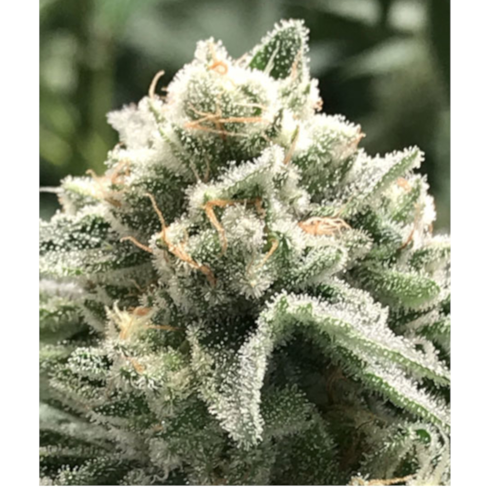 Foto de la variedad Sublimator
