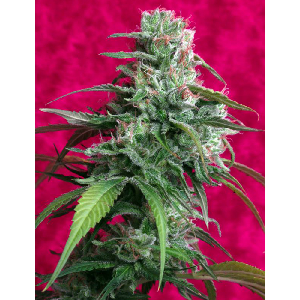 Foto de la variedad Juanita la Lagrimosa