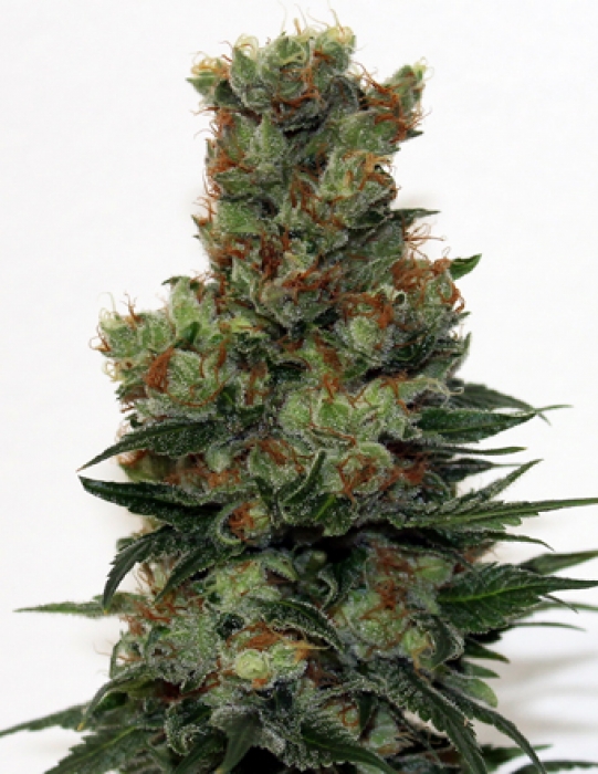 Foto de la variedad Ripper Badazz