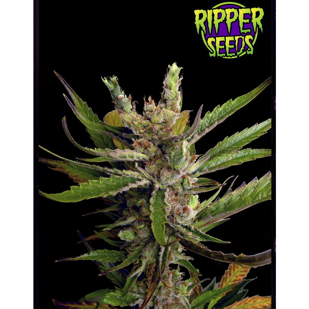 Foto de la variedad Ripper Haze