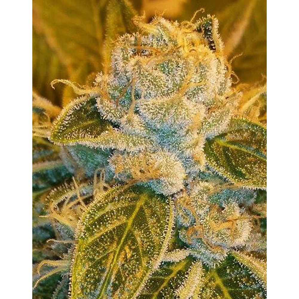 Foto de la variedad Sour Ripper