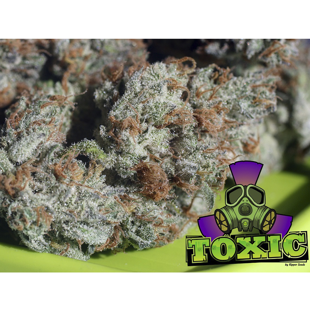 Foto de la variedad Toxic