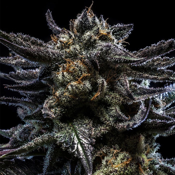 Foto de la variedad Zombie Kush Auto