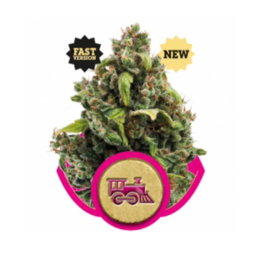 Foto de la variedad Candy Kush Express