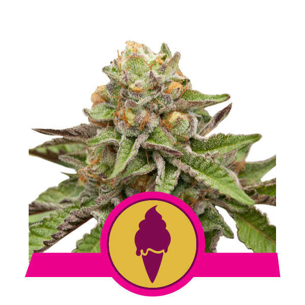 Foto de la variedad Green Gelato