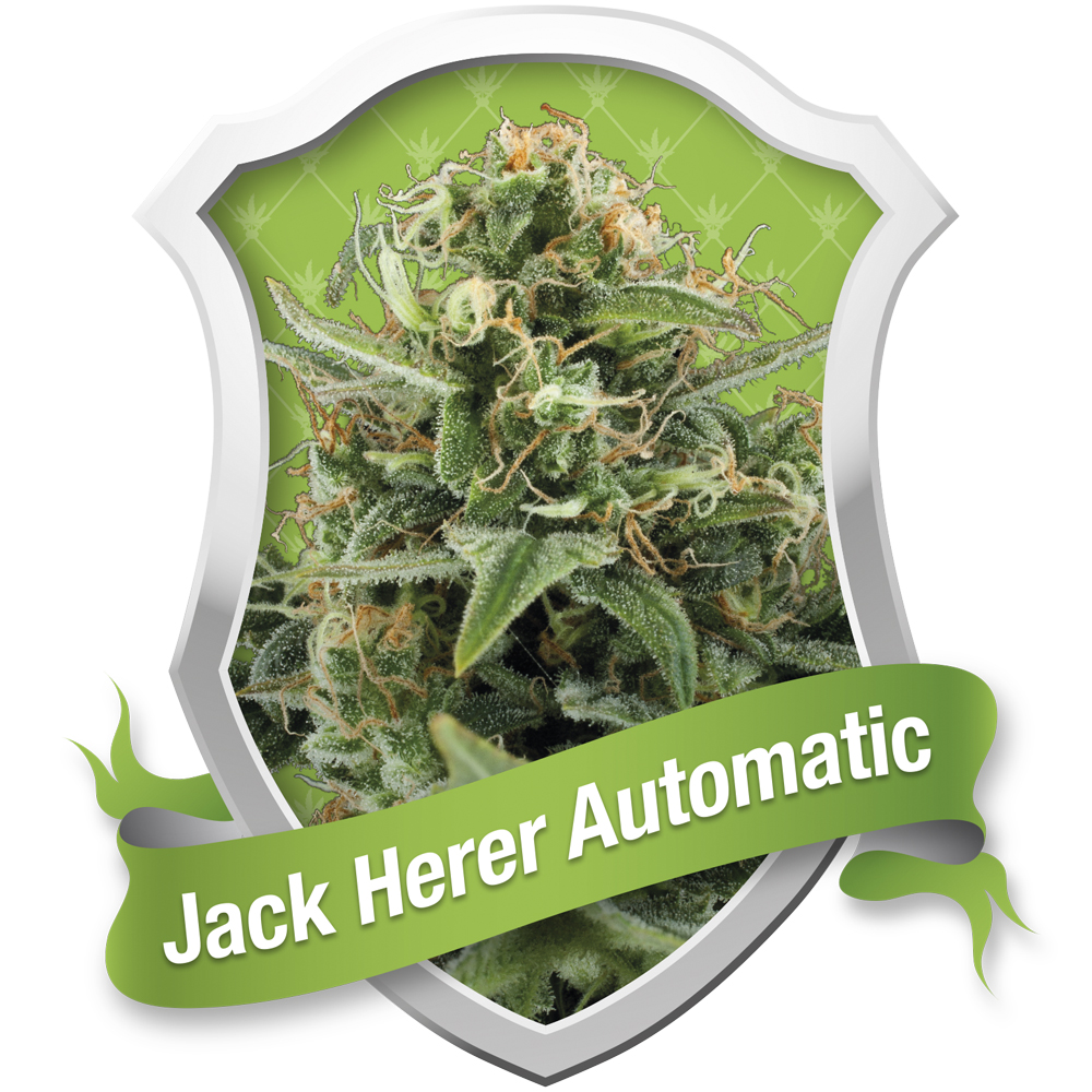 Foto de la variedad Jack Herer Automatic