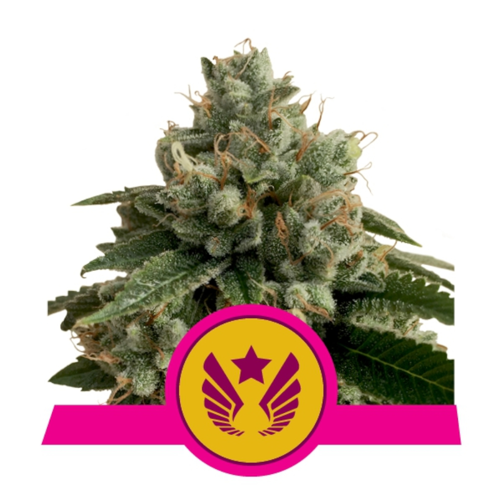 Foto de la variedad Legendary Punch