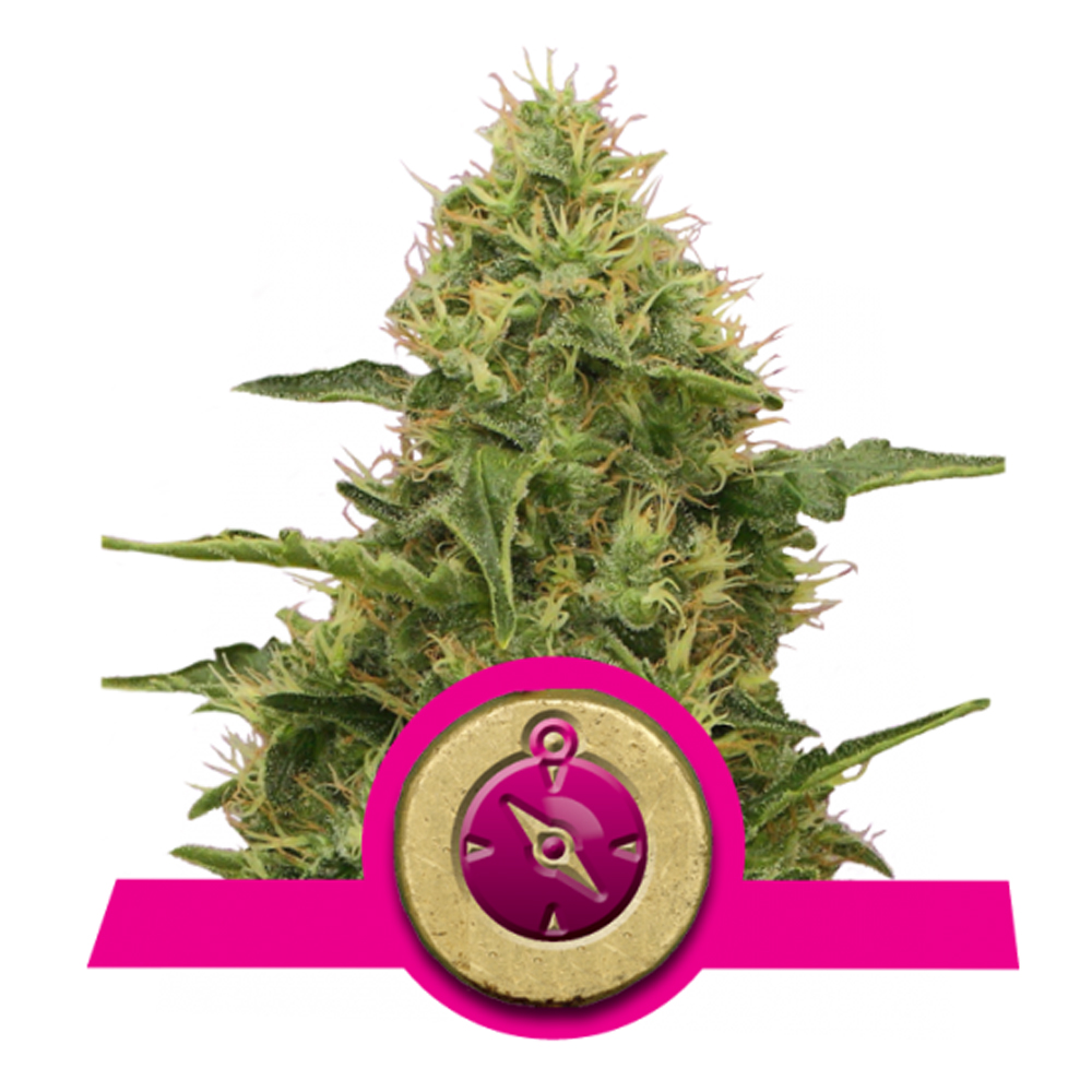 Foto de la variedad Northern Light