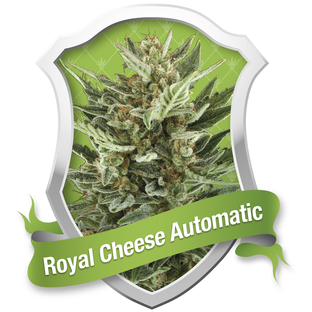 Foto de la variedad Royal Cheese
